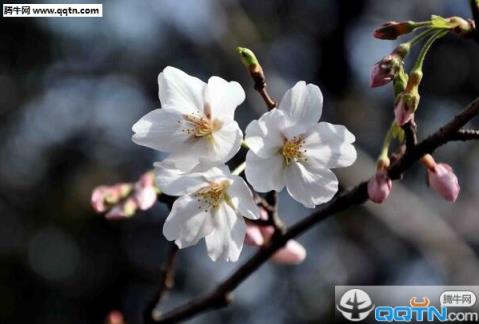 武大樱花预约app