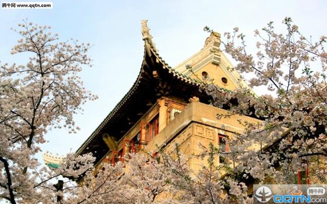 武大樱花预约app