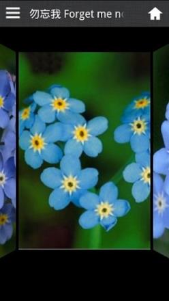 情人节花语词典app下载