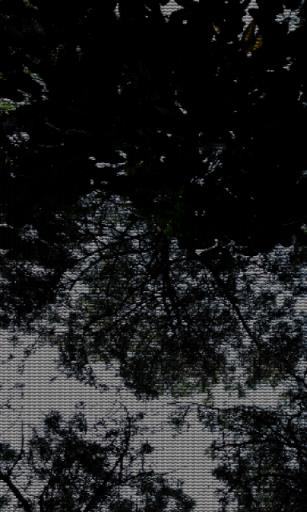 AsciiCam字符相机汉化版