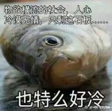 猫友app手机客户端