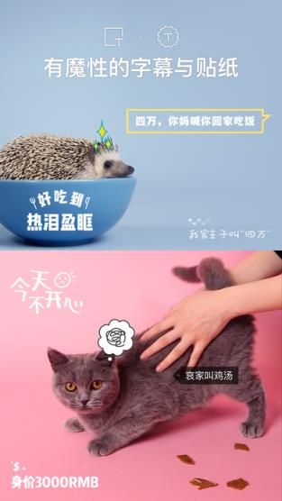 猫饼短视频手机客户端
