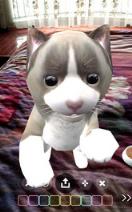 猫抓老鼠Cat Vs Mice