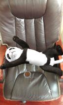 猫抓老鼠Cat Vs Mice