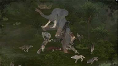 野生动物online内购破解版