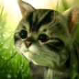 猫咪追寻Kitty Quest
